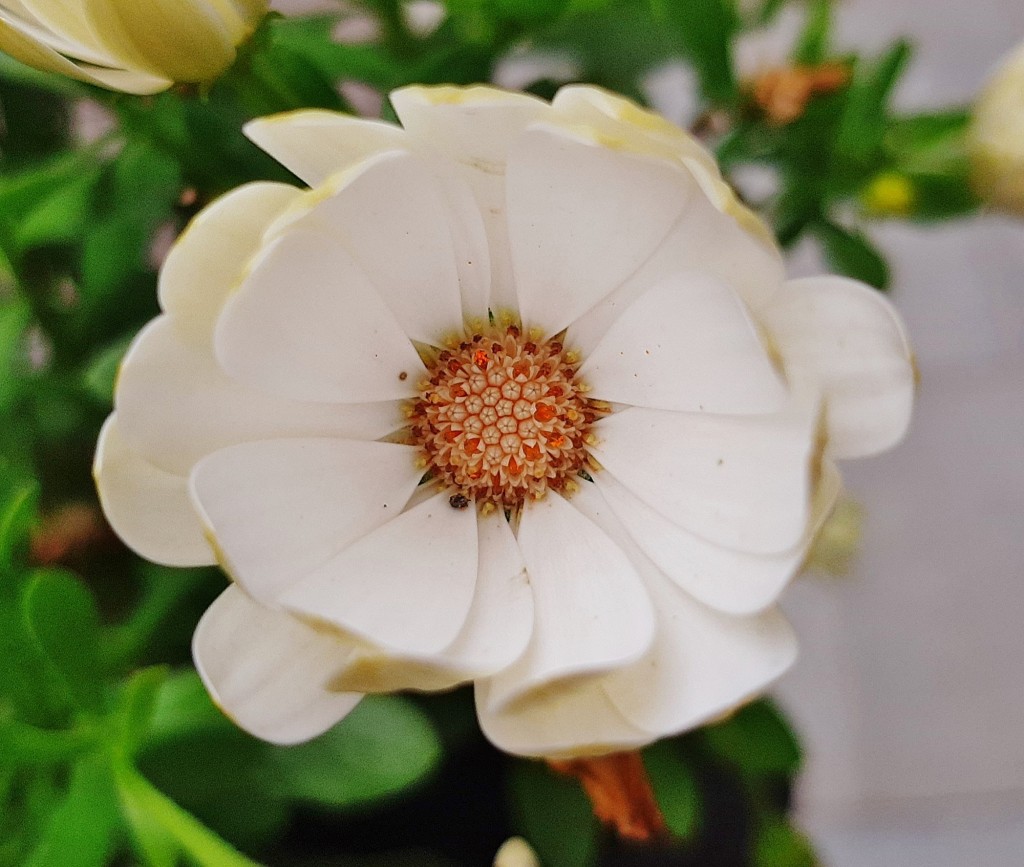 Foto: Flor en la ciudad - Barcelona (Cataluña), España