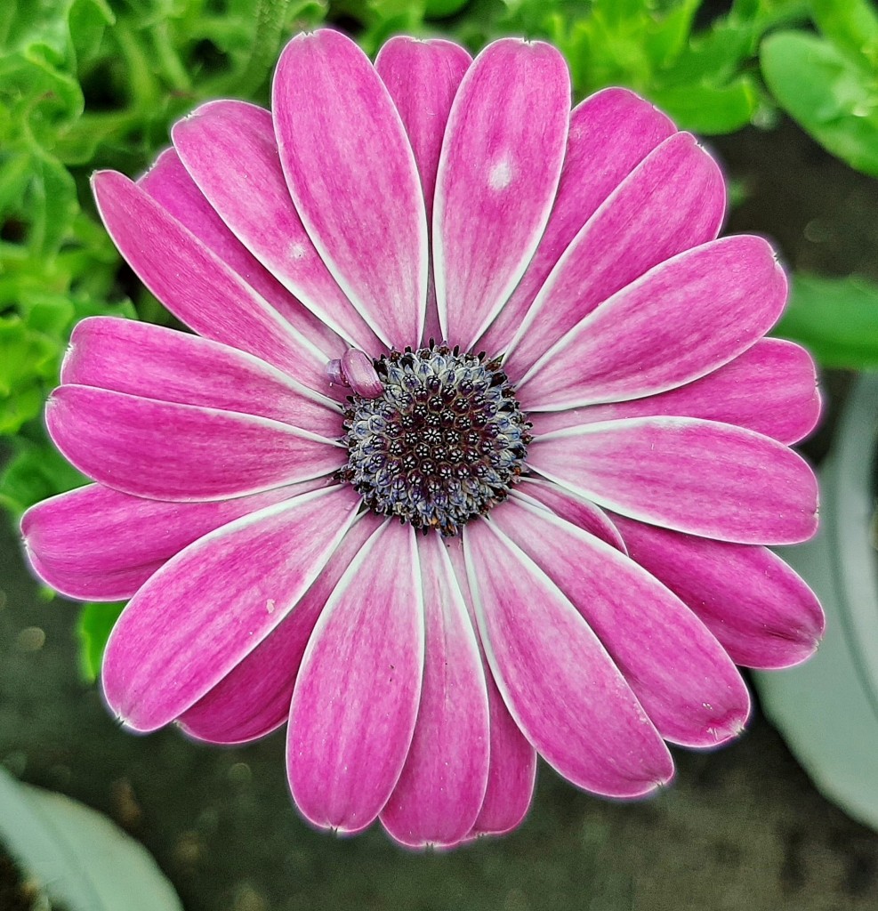 Foto: Flor en la ciudad - Barcelona (Cataluña), España