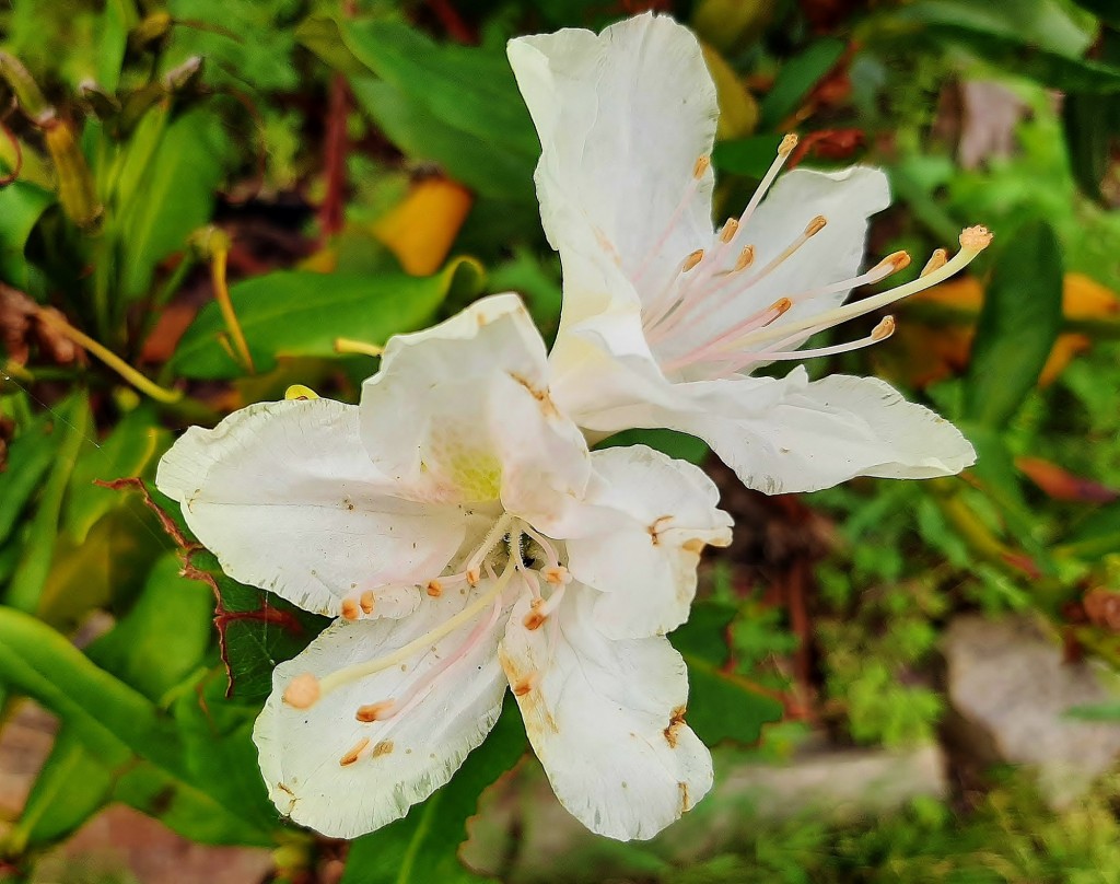 Foto: Flor en la ciudad - Barcelona (Cataluña), España