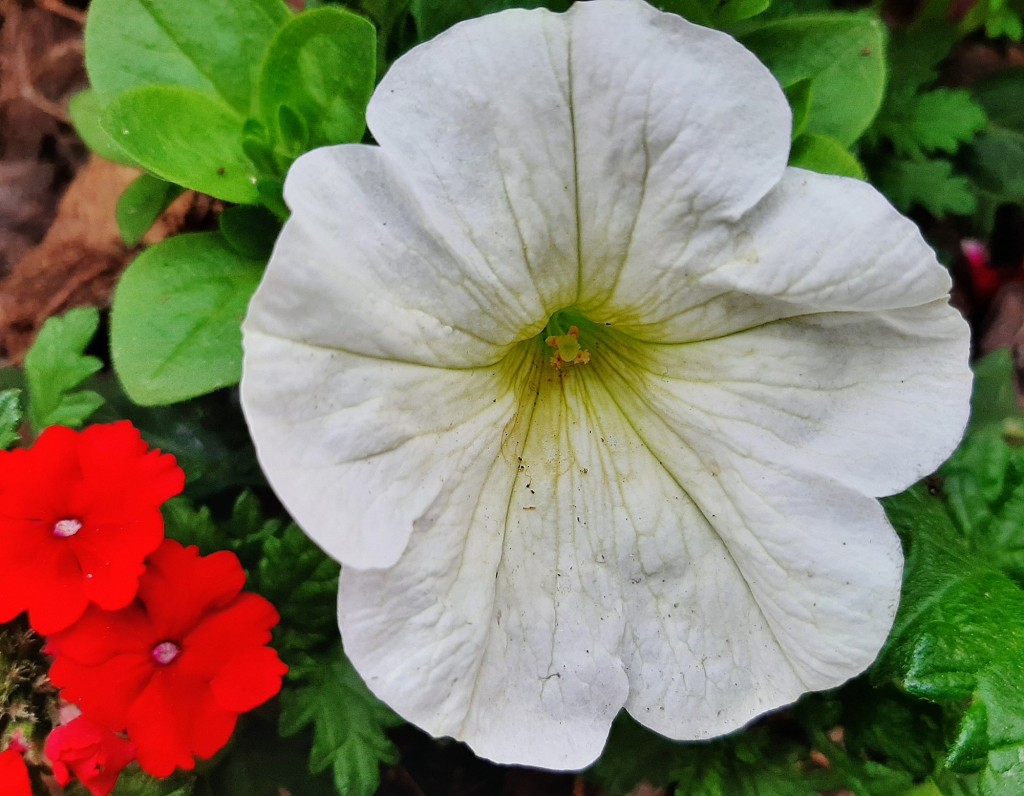 Foto: Flor en la ciudad - Barcelona (Cataluña), España