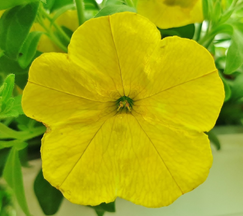 Foto: Flor en la ciudad - Barcelona (Cataluña), España