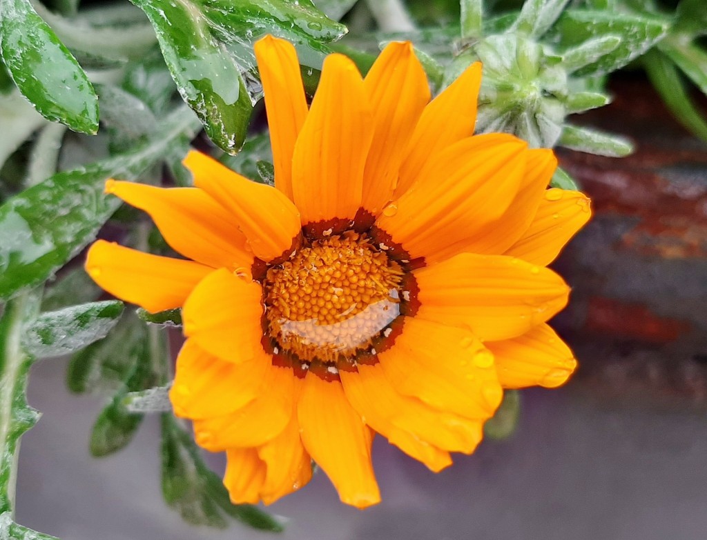 Foto: Flor en la ciudad - Barcelona (Cataluña), España