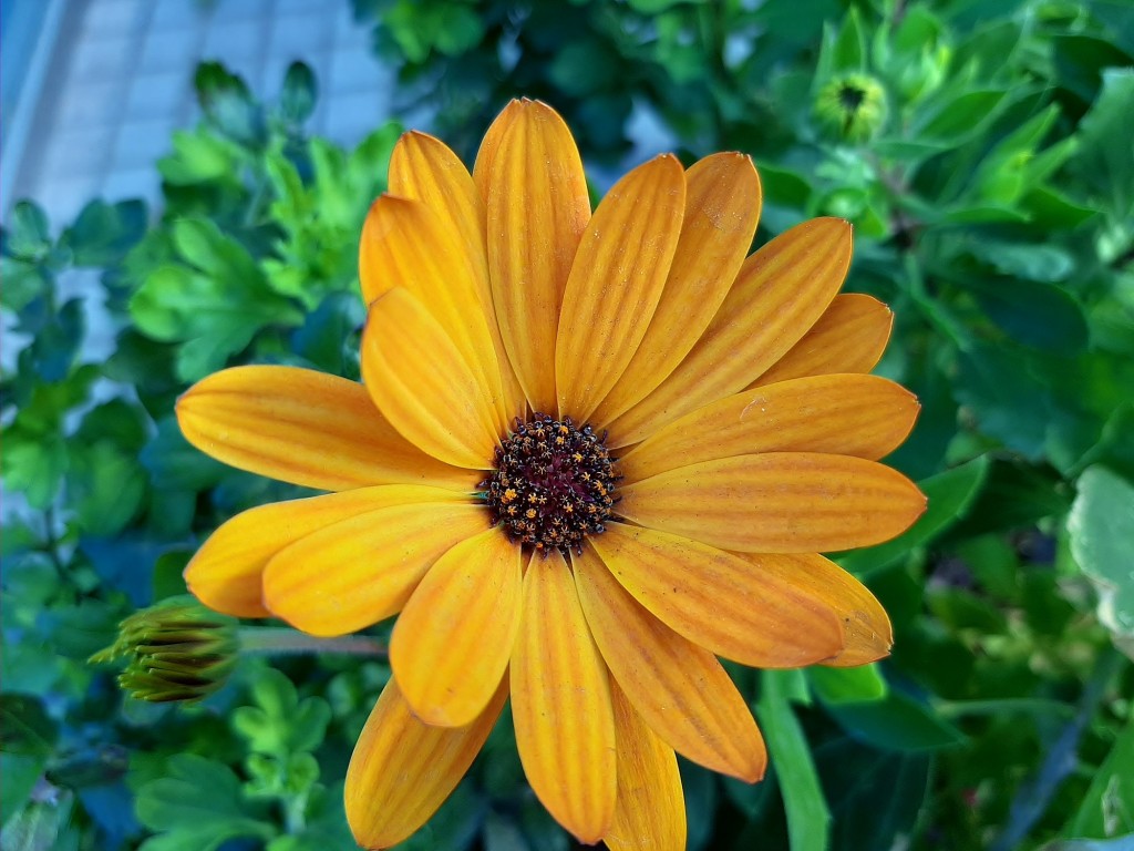 Foto: Flor en la ciudad - Barcelona (Cataluña), España