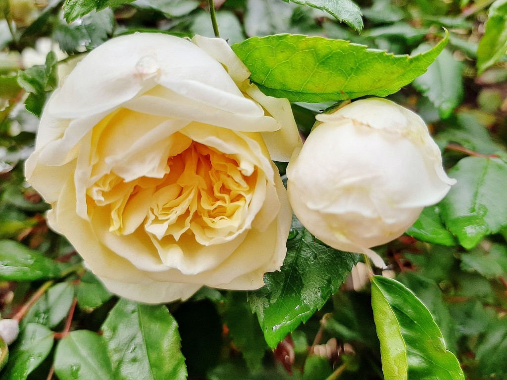 Foto: Flor en la ciudad - Barcelona (Cataluña), España