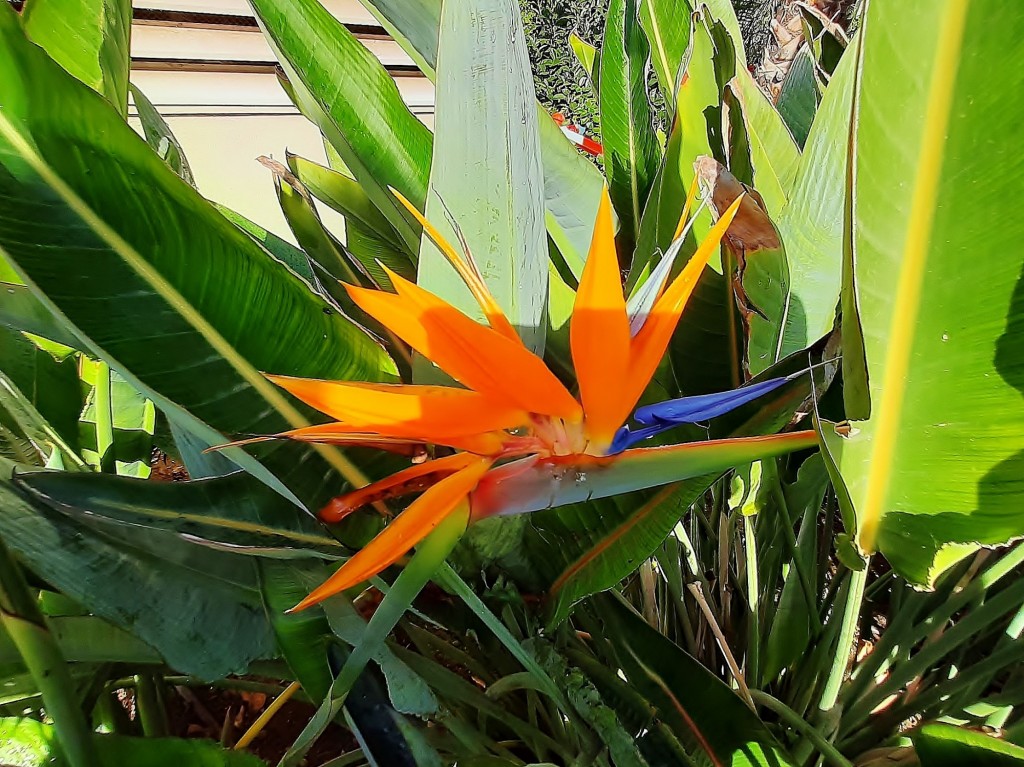 Foto: Flor en la ciudad - Barcelona (Cataluña), España