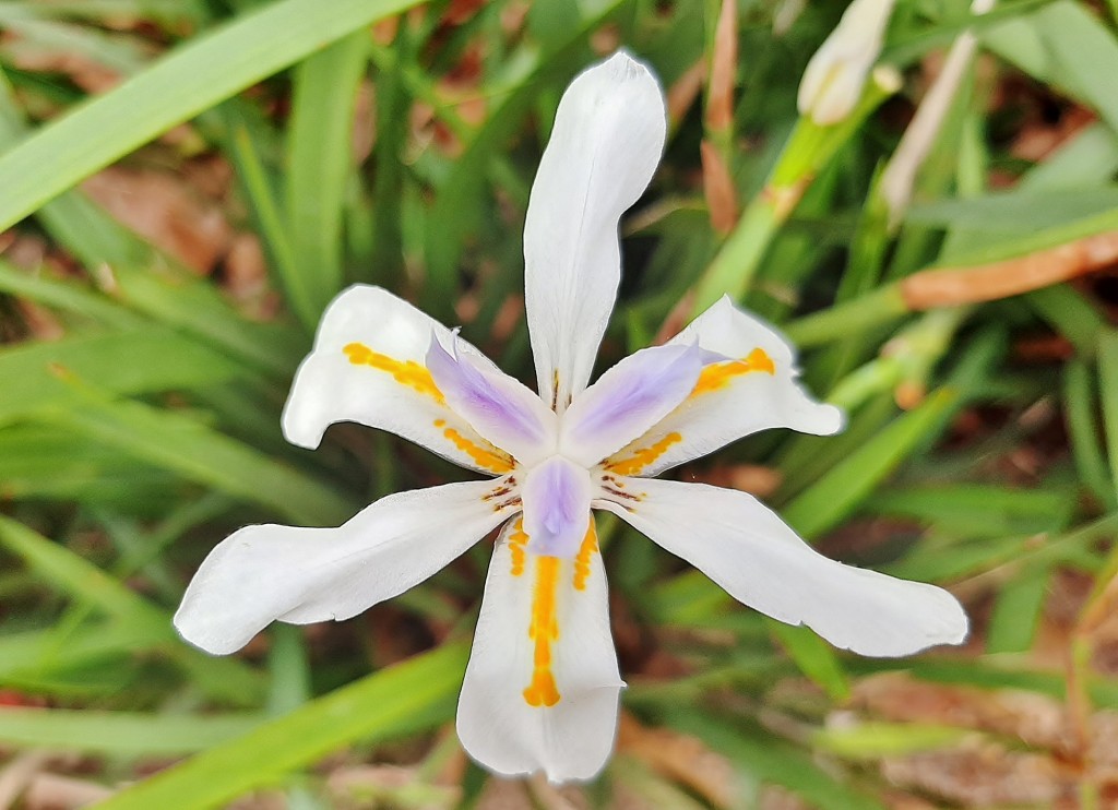 Foto: Flor en la ciudad - Barcelona (Cataluña), España