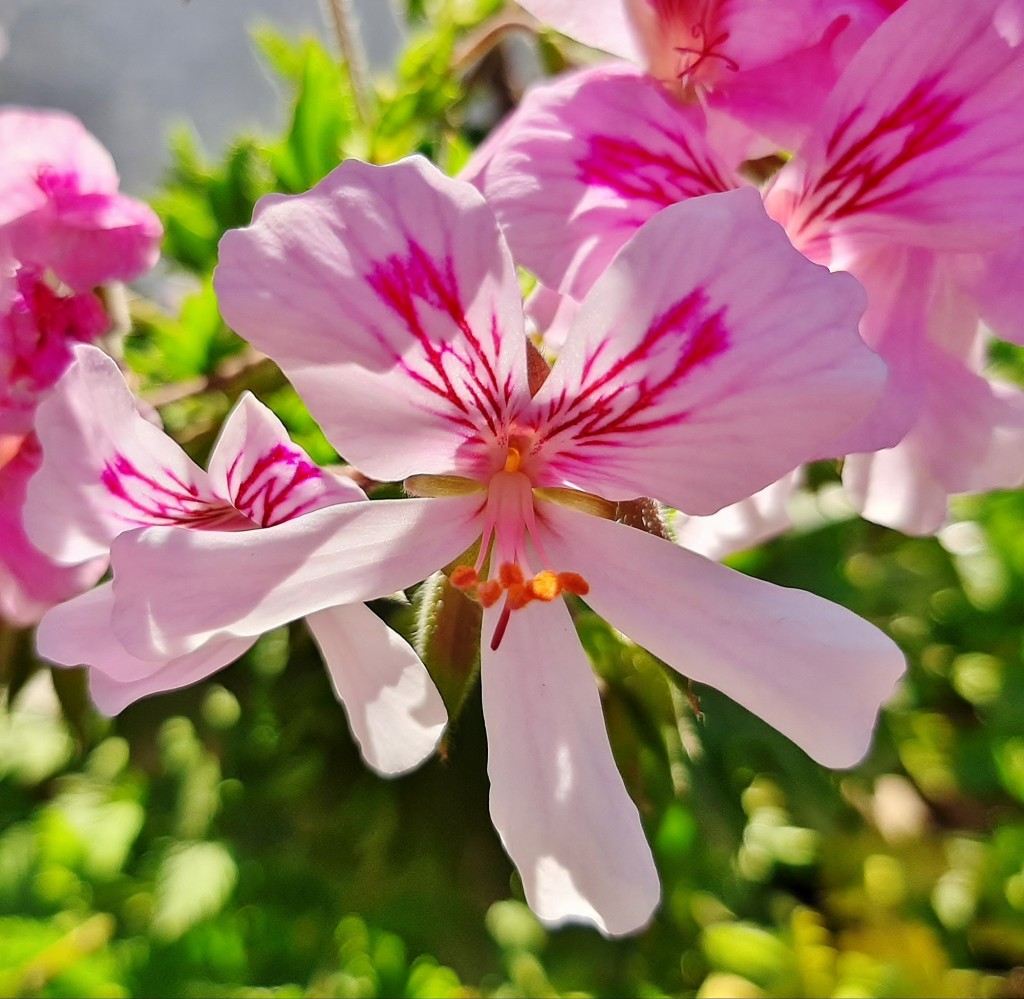 Foto: Flor en la ciudad - Barcelona (Cataluña), España