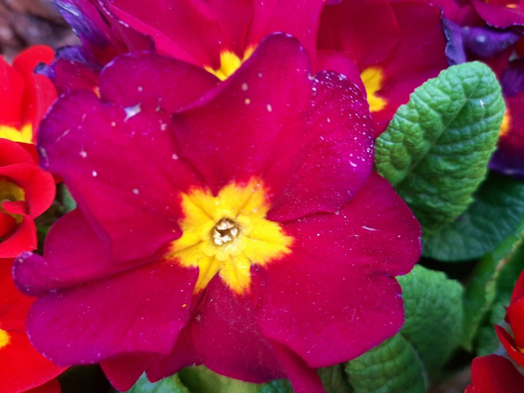 Foto: Flor en la ciudad - Barcelona (Cataluña), España