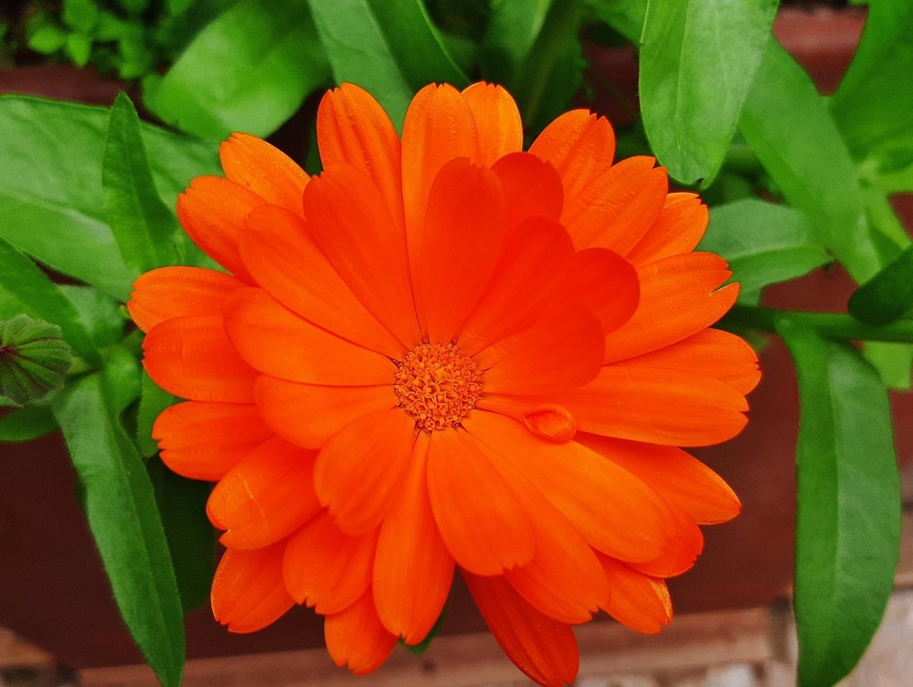 Foto: Flor en la ciudad - Barcelona (Cataluña), España