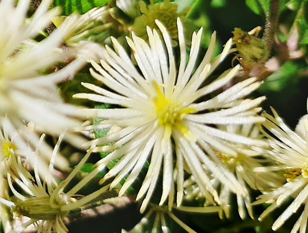 Foto: Flor en la ciudad - Barcelona (Cataluña), España