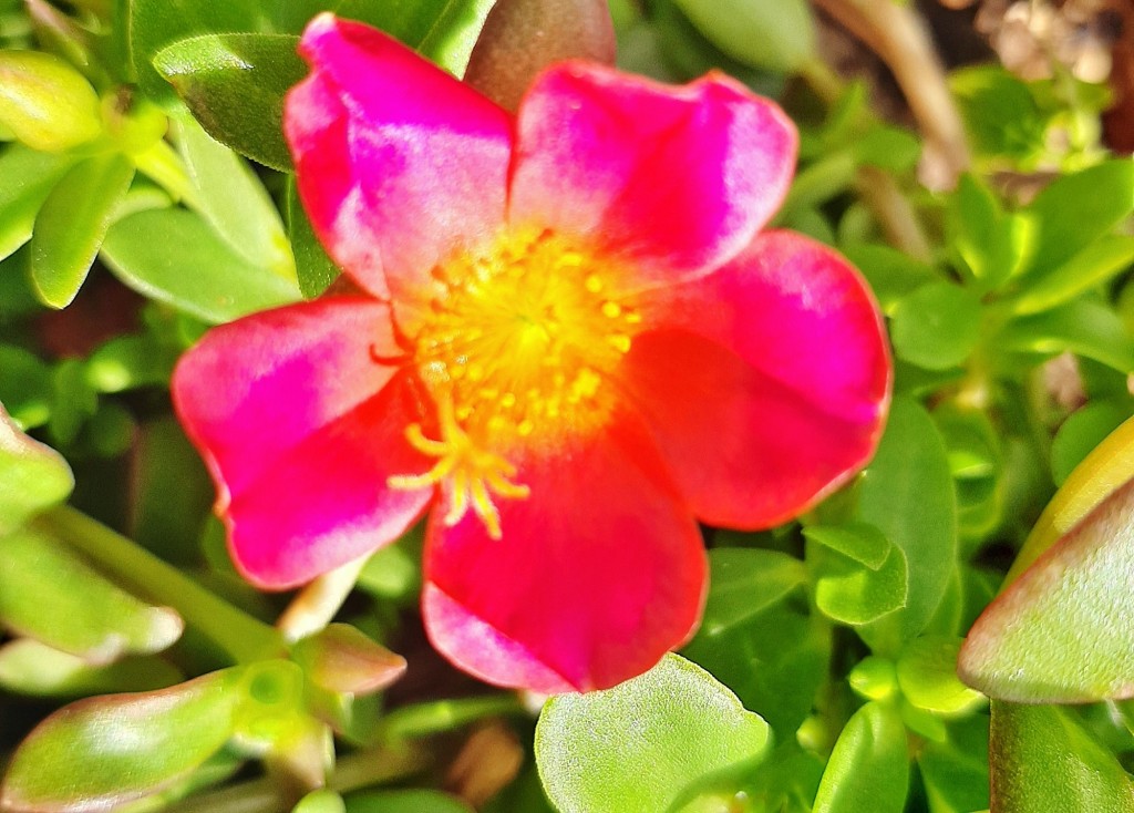 Foto: Flor en la ciudad - Barcelona (Cataluña), España