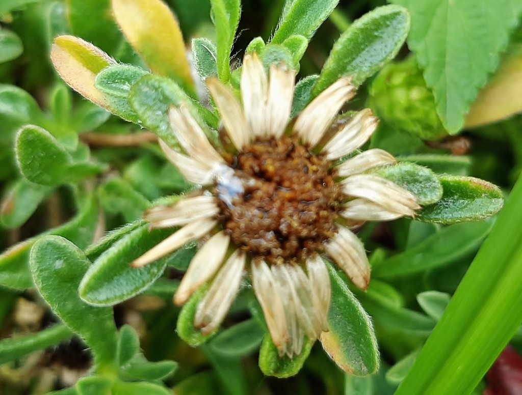 Foto: Flor en la ciudad - Barcelona (Cataluña), España