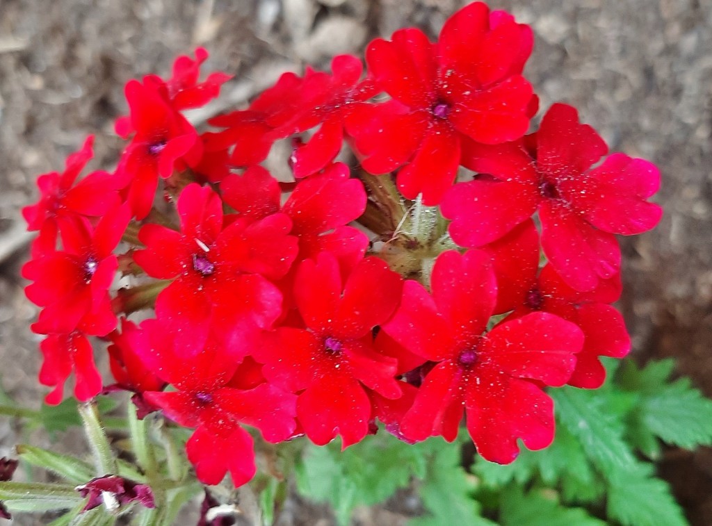 Foto: Flor en la ciudad - Barcelona (Cataluña), España