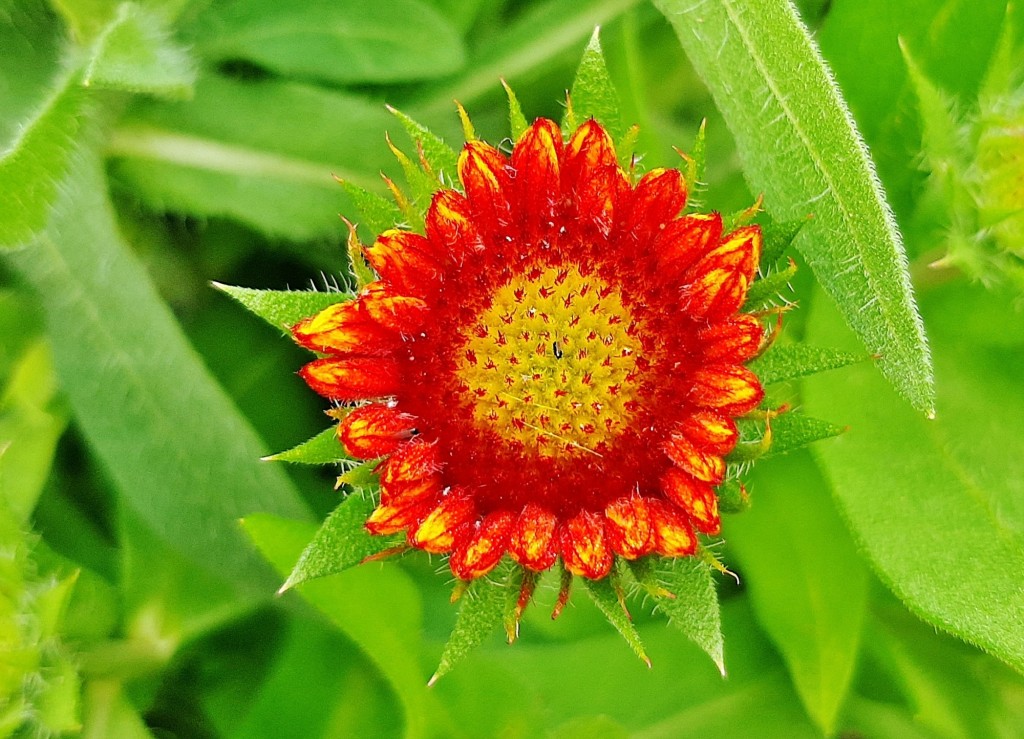 Foto: Flor en la ciudad - Barcelona (Cataluña), España