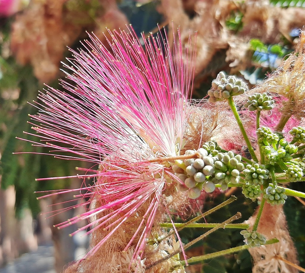 Foto: Flor en la ciudad - Barcelona (Cataluña), España