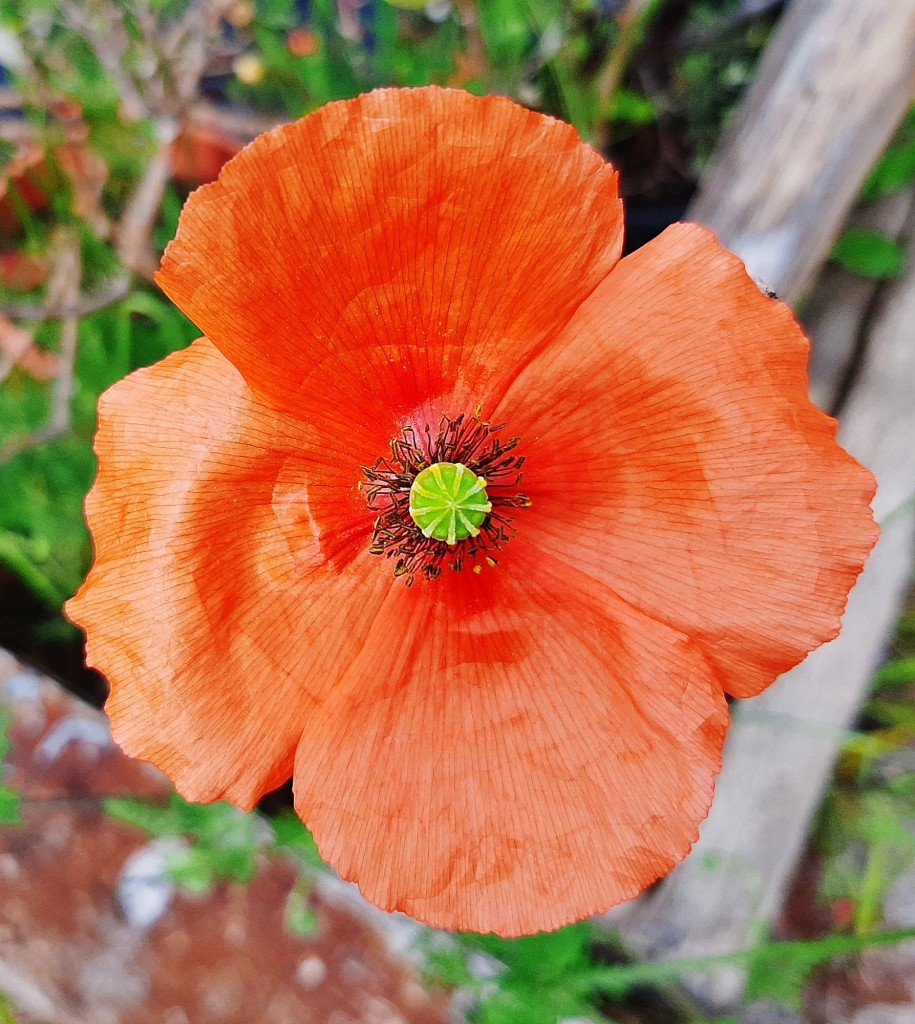 Foto: Flor en la ciudad - Barcelona (Cataluña), España