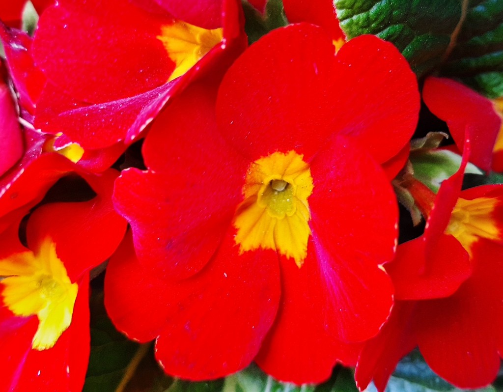 Foto: Flor en la ciudad - Barcelona (Cataluña), España