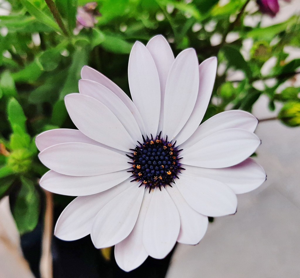 Foto: Flor en la ciudad - Barcelona (Cataluña), España