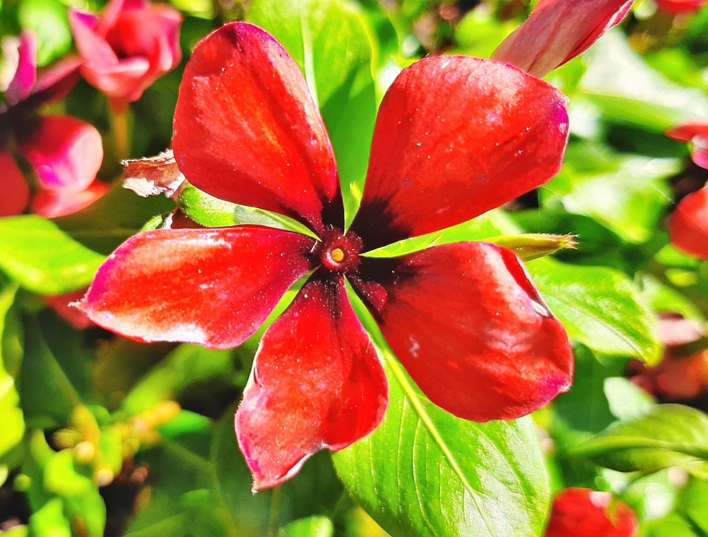 Foto: Flor en la ciudad - Barcelona (Cataluña), España