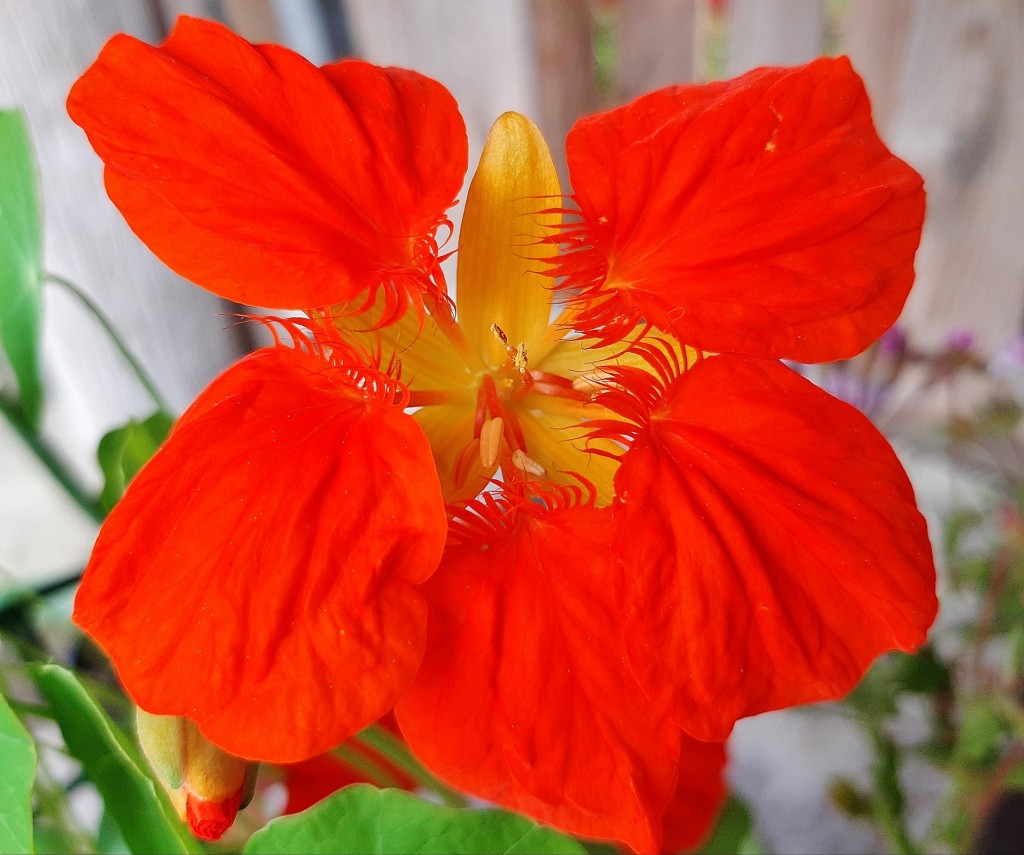 Foto: Flor en la ciudad - Barcelona (Cataluña), España