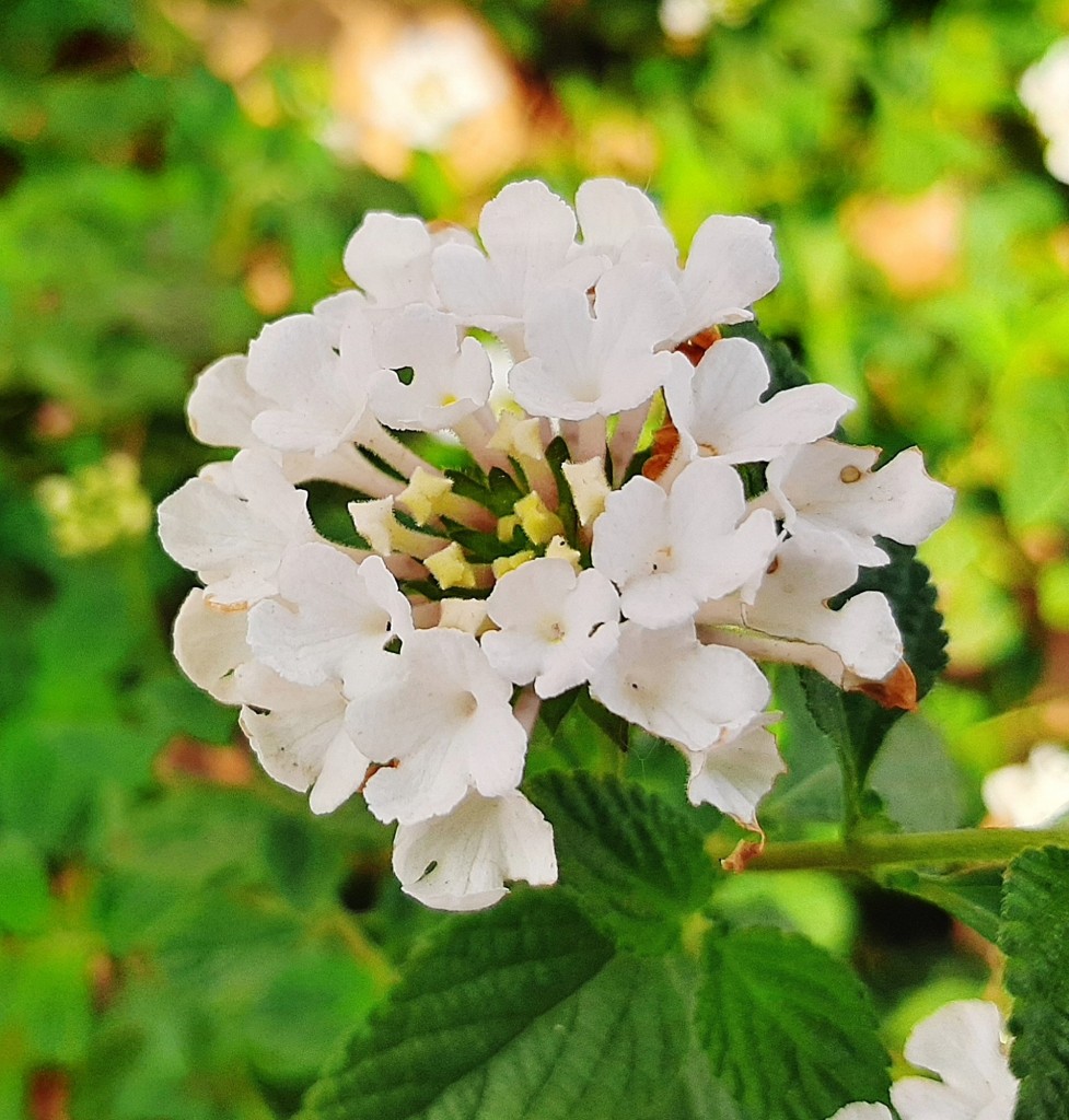 Foto: Flor en la ciudad - Barcelona (Cataluña), España