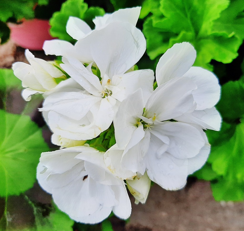 Foto: Flor en la ciudad - Barcelona (Cataluña), España