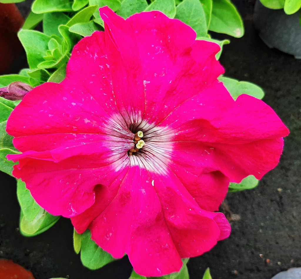 Foto: Flor en la ciudad - Barcelona (Cataluña), España