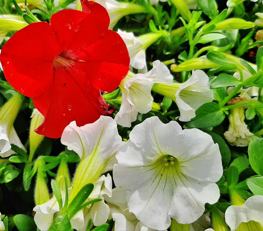 Foto: Flor en la ciudad - Barcelona (Cataluña), España