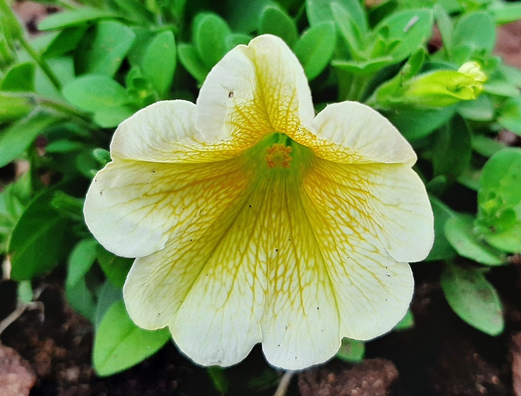 Foto: Flor en la ciudad - Barcelona (Cataluña), España