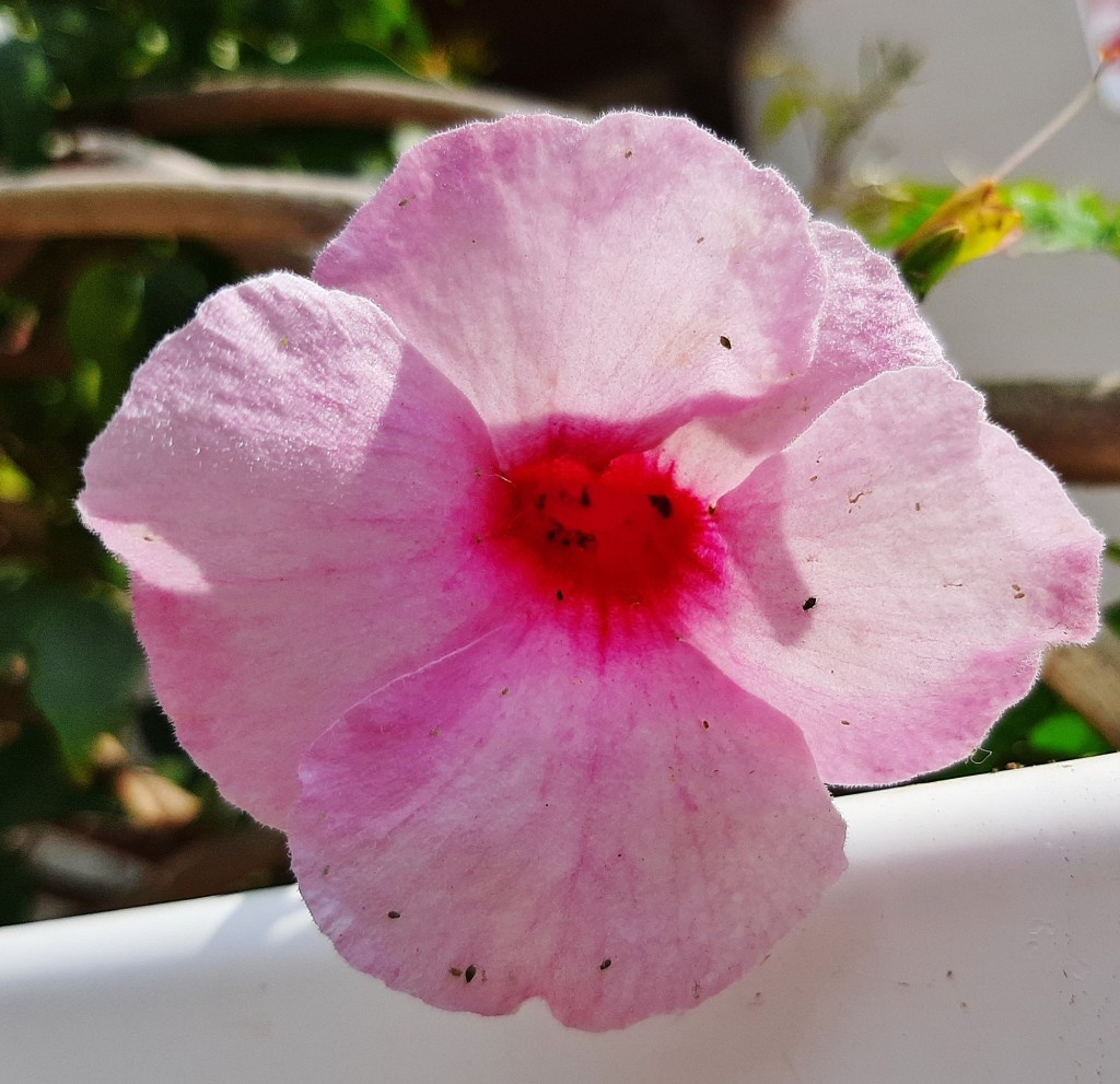 Foto: Flor en la ciudad - Barcelona (Cataluña), España