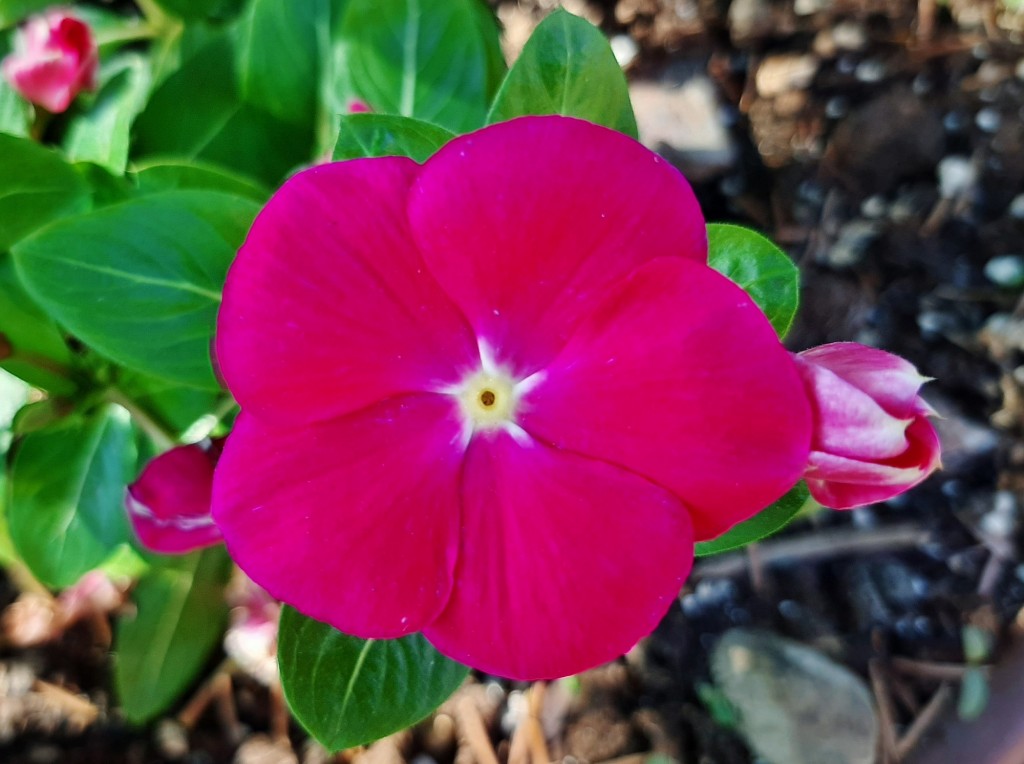 Foto: Flor en la ciudad - Barcelona (Cataluña), España