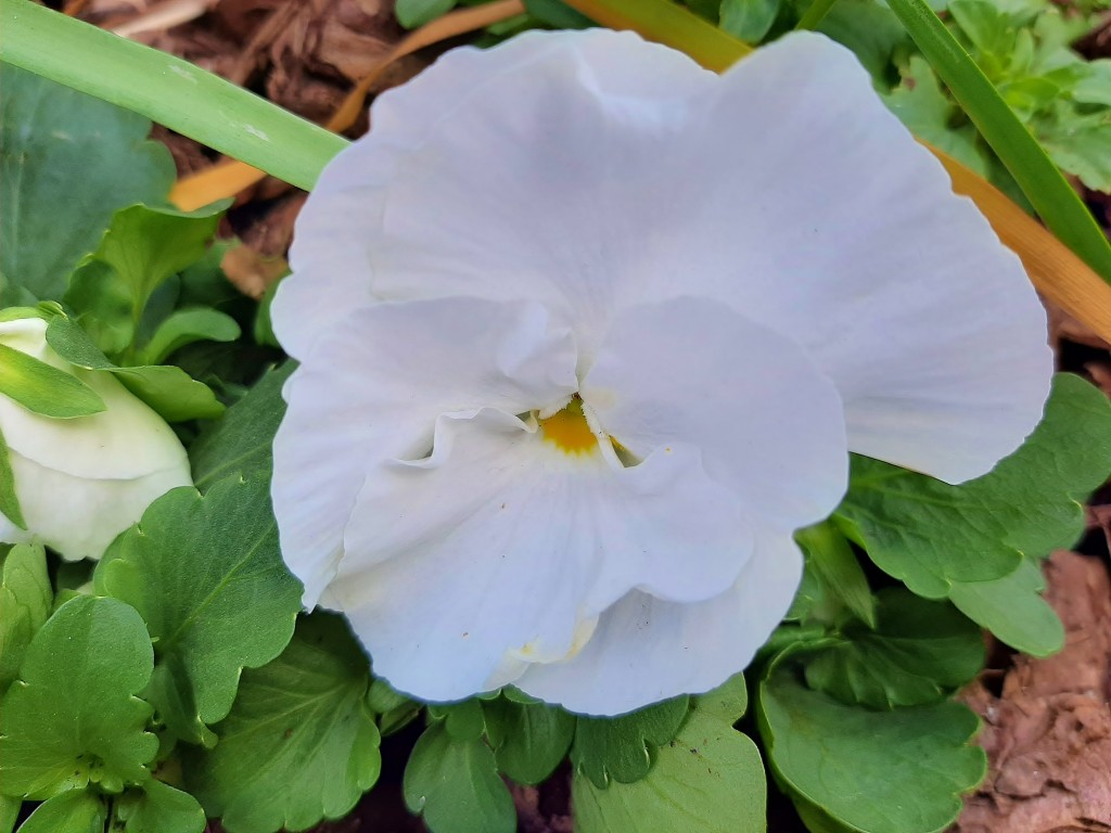 Foto: Flor en la ciudad - Barcelona (Cataluña), España