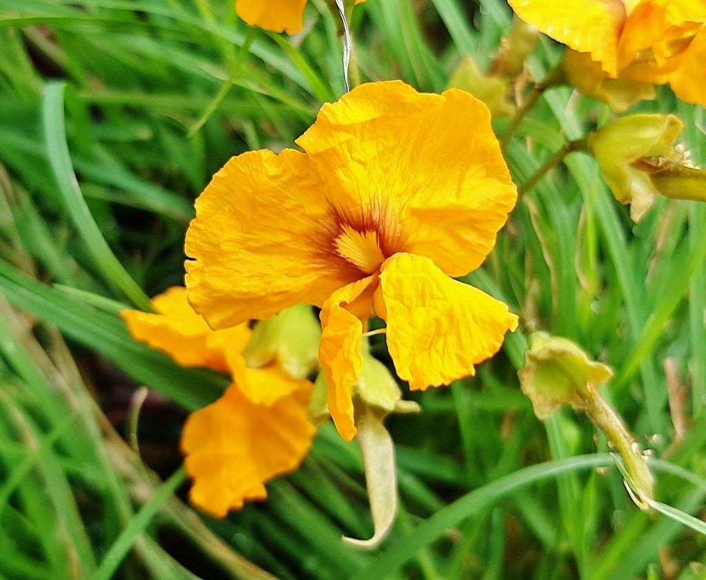 Foto: Flor en la ciudad - Barcelona (Cataluña), España