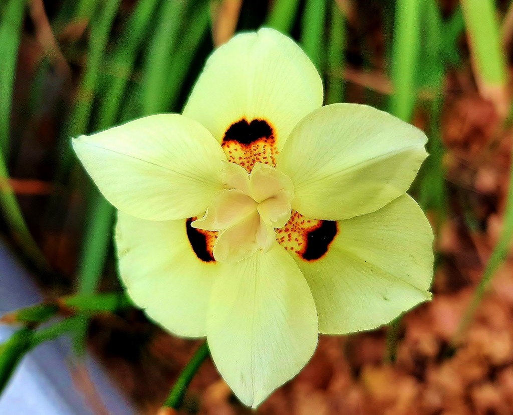 Foto: Flor en la ciudad - Barcelona (Cataluña), España