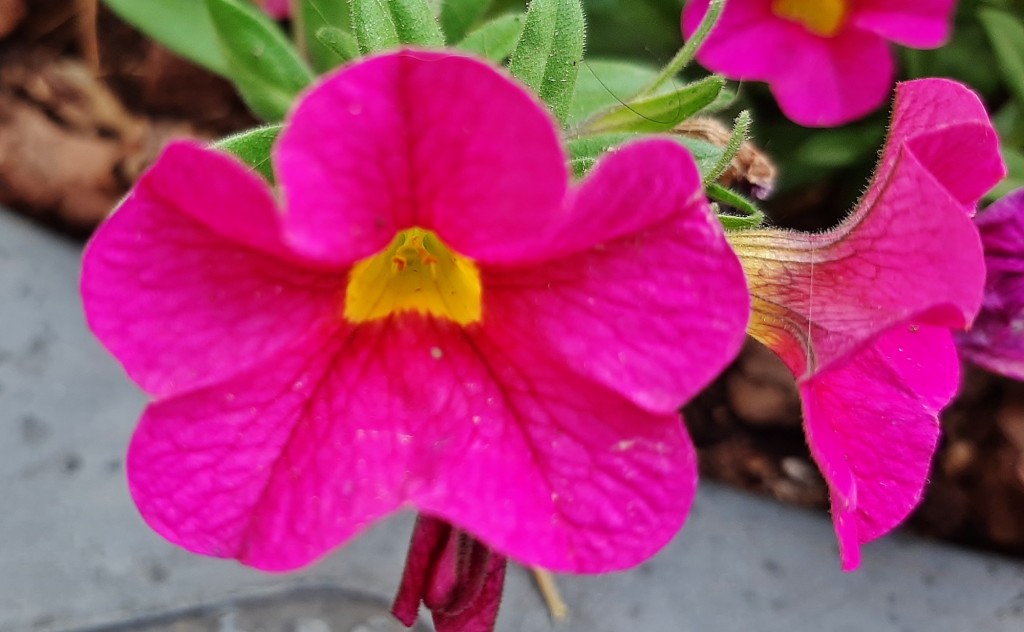 Foto: Flor en la ciudad - Barcelona (Cataluña), España