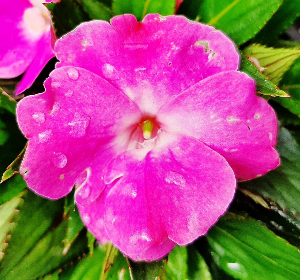 Foto: Flor en la ciudad - Barcelona (Cataluña), España