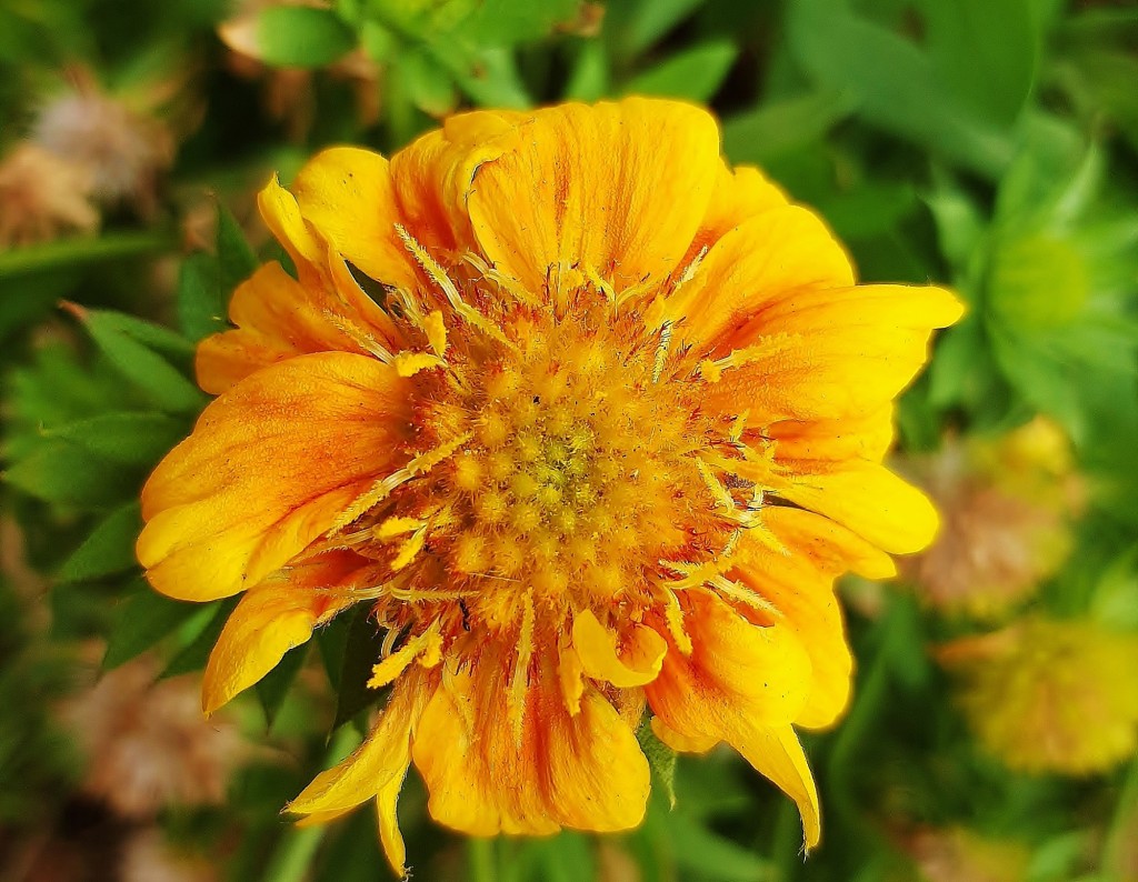 Foto: Flor en la ciudad - Barcelona (Cataluña), España