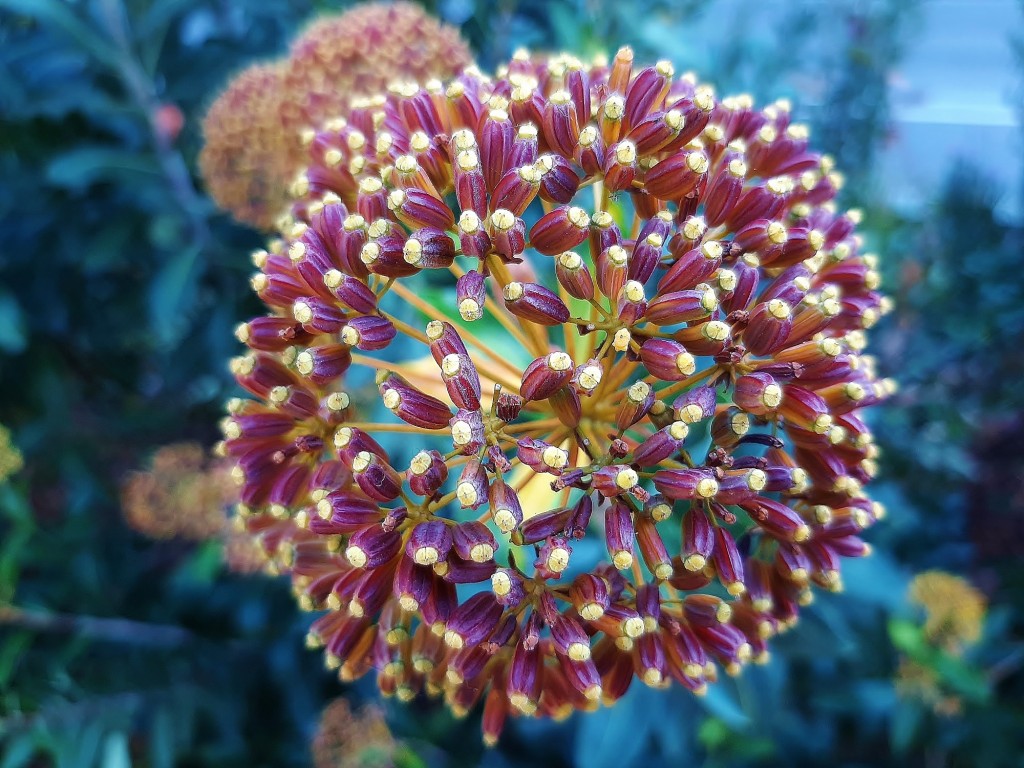 Foto: Flor en la ciudad - Barcelona (Cataluña), España