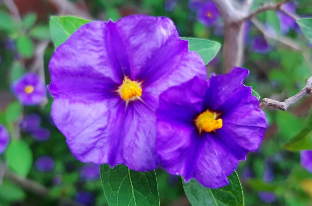 Foto: Flor en la ciudad - Barcelona (Cataluña), España