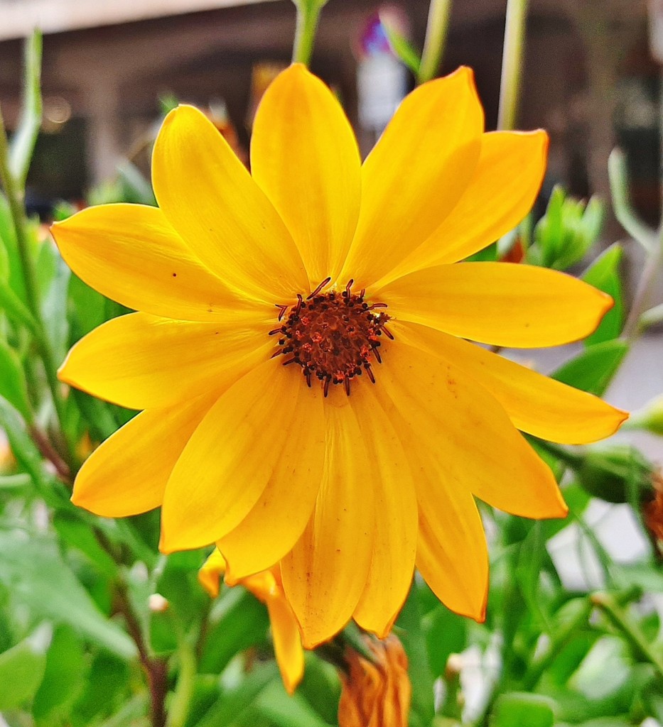 Foto: Flor en la ciudad - Barcelona (Cataluña), España