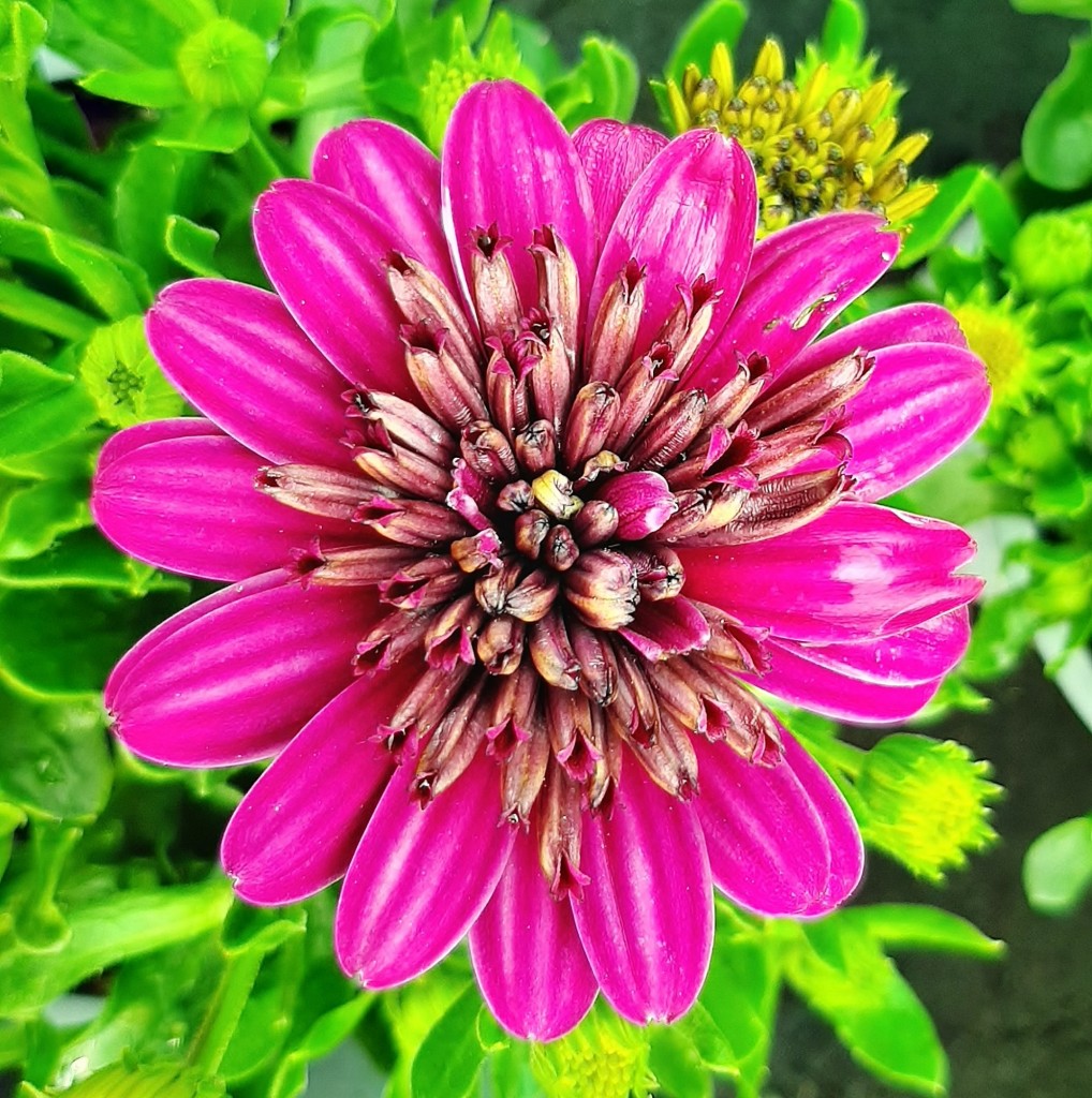 Foto: Flor en la ciudad - Barcelona (Cataluña), España