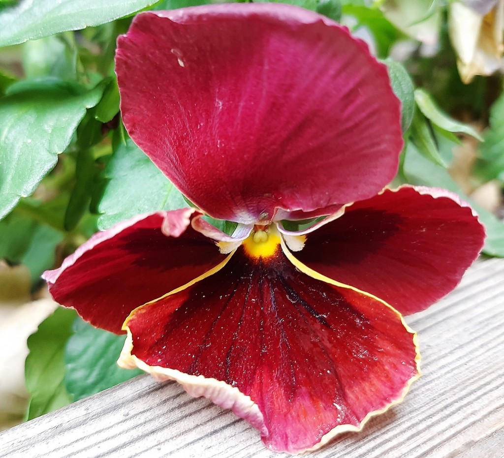 Foto: Flor en la ciudad - Barcelona (Cataluña), España