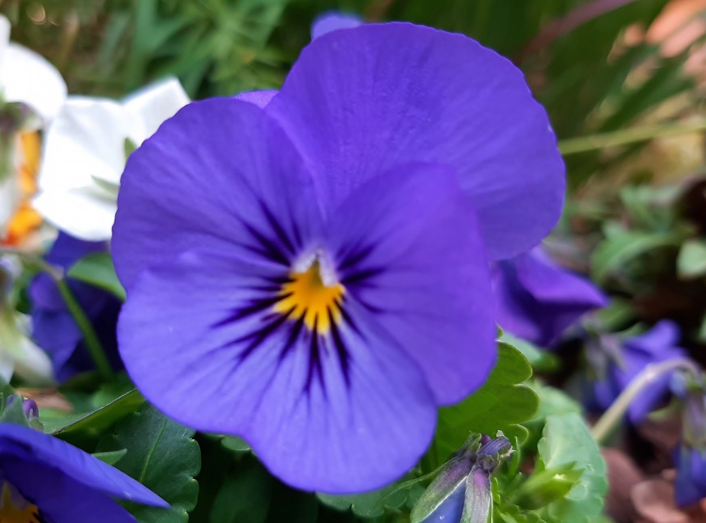 Foto: Flor en la ciudad - Barcelona (Cataluña), España