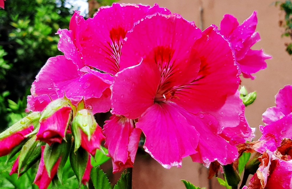 Foto: Flor en la ciudad - Barcelona (Cataluña), España