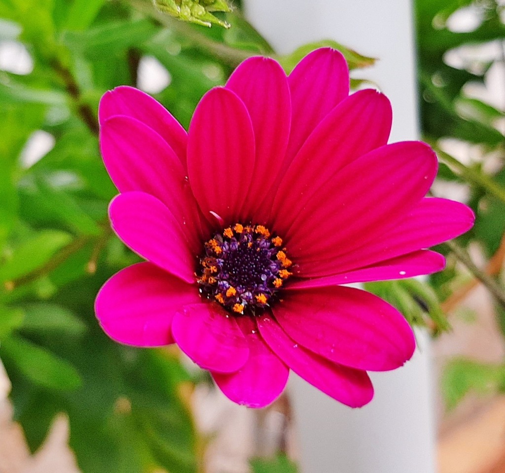 Foto: Flor en la ciudad - Barcelona (Cataluña), España