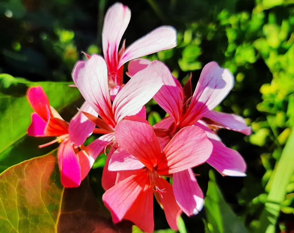 Foto: Flor en la ciudad - Barcelona (Cataluña), España