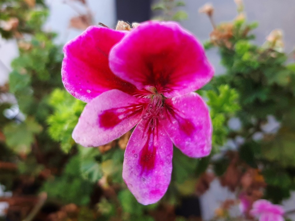 Foto: Flor en la ciudad - Barcelona (Cataluña), España