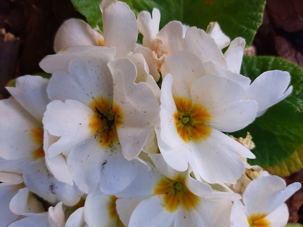 Foto: Flor en la ciudad - Barcelona (Cataluña), España