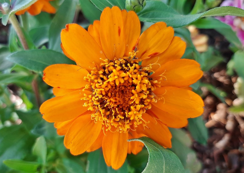 Foto: Flor en la ciudad - Barcelona (Cataluña), España