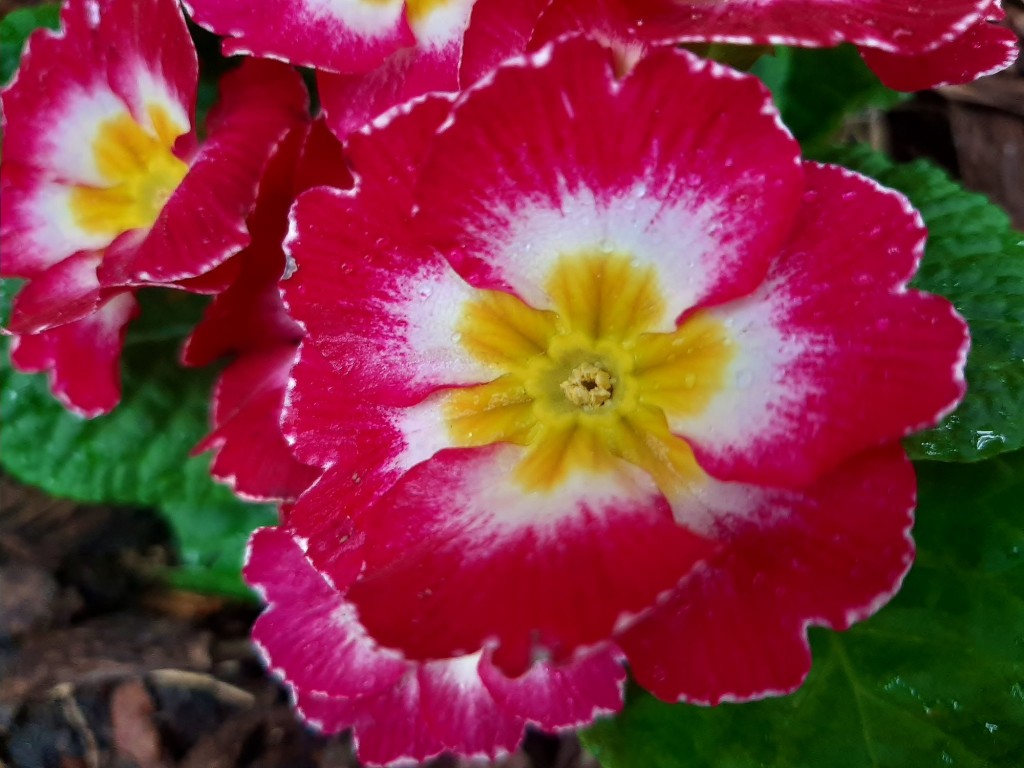 Foto: Flor en la ciudad - Barcelona (Cataluña), España